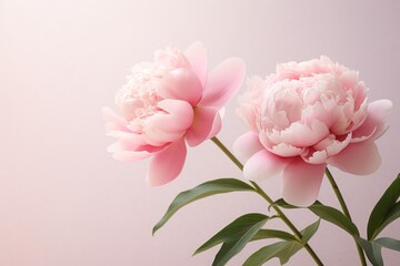 Graceful pink peonies in full bloom, set against a harmonious light pink backdrop. A scene evoking Japanese traditional aesthetics, enhanced by high-key lighting, with ample copy space