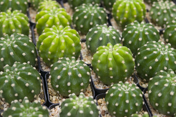 Cactus in the pot. Close up cactus pattern background.