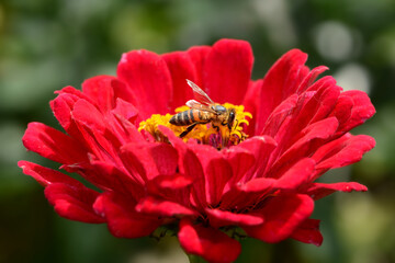 Blumen 1467 © K.-U. Häßler