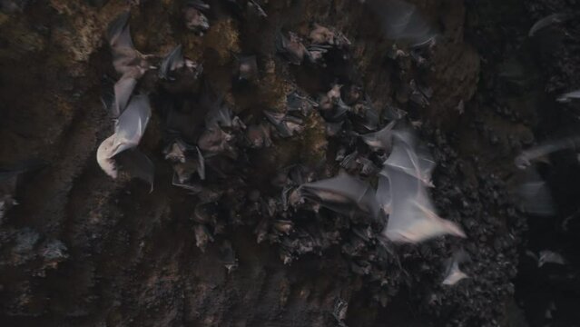 A large cave wall of flying foxes flying in different side in fear. Dark habitat of bats in mountains. Explore tropical fauna. Cute flying dogs family inside a rock shelter. Film grain pixel texture.