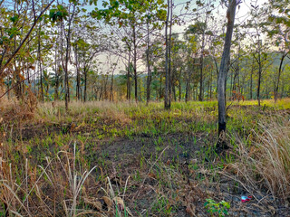 Closeup view of teak gardens filled with teak trees that are still small and tall, growing on land filled with green grass. Pringapus. Ungaran regency. Indonesia.
