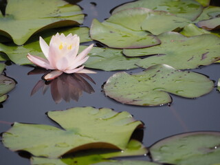 水生植物　薄ピンクの睡蓮