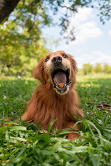 Golden Retriever lying on grass with mouth open to catch airborne food