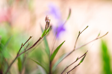 flowers Buds with space blurred background.(Nerium oleander, oleander, Nerium).