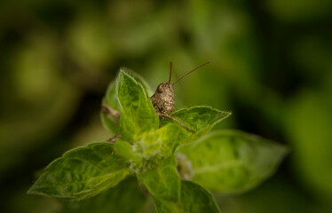 grasshopper on a leaf