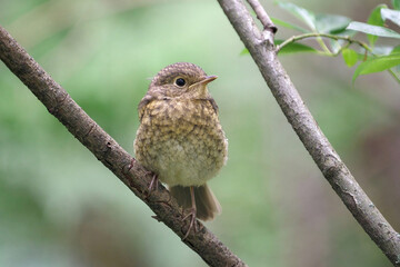sparrow on a branch
