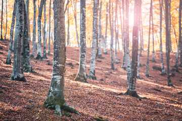 Beech forest in autumn
