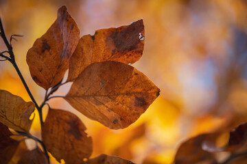 Beech autumn leaves