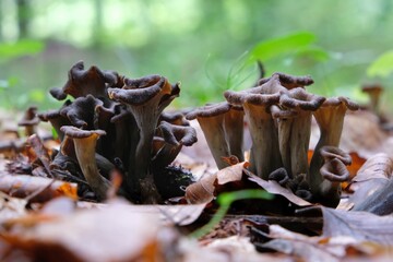 Group of late autumn mushrooms Craterellus cornucopioides (horn of plenty, black chanterelle, trompette de la mort) is growing in forest among dry leaves.