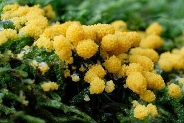 Amazing yellow slime mold among moss in forest - slime molds are interesting organisms between mushrooms and animals   
