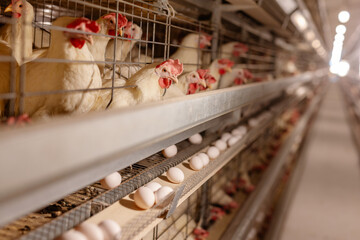 egg factory plant agriculture poultry chicken farm - obrazy, fototapety, plakaty