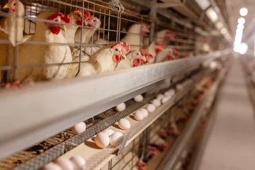 Fotobehang egg factory plant agriculture poultry chicken farm © st.kolesnikov