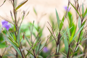 flower buds with space blurred background. ( Nerium leader, Oleander, Nerium).
