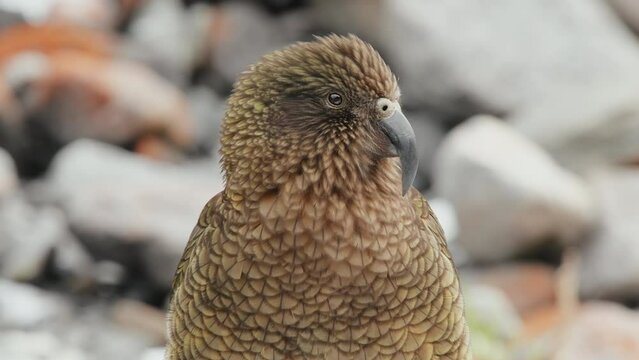 Closeup Of  An Endangered Adult Kea - Curious Alpine Parrot On The Rocks In Fiordland, New Zealand.