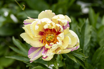 Paeonia Itoh Hybrids Lolliepop in the spring garden