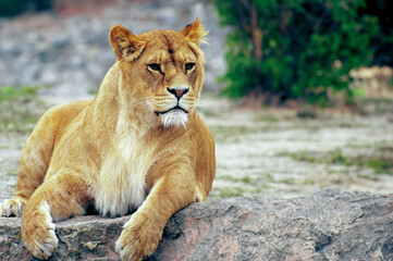 Fototapeta na wymiar Lioness.