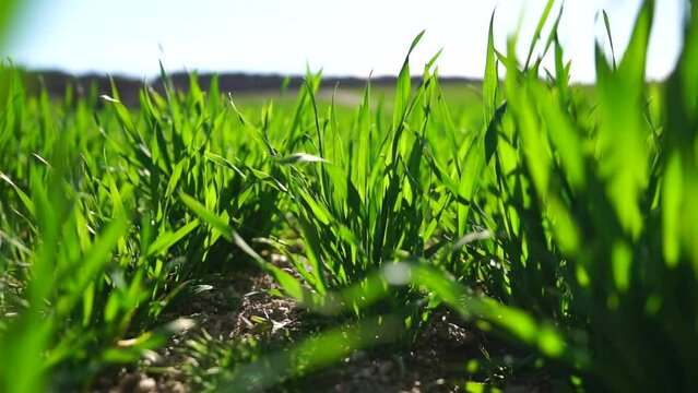 Green grass close up. green wheat field with young stalks swaying in the wind. calm natural abstract background. concept of agriculture and food production. Slow motion.