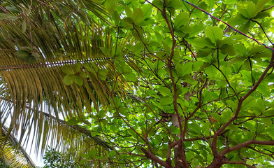 Green leaves branches of plant, tree background, nature photography, natural greenery wallpaper 