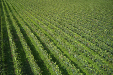 Fototapeta na wymiar Rows of plantation vineyards, Italy. Even rows of vineyards aerial view. Green vineyard plantation view from above.