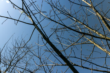 red oak tree in sunny weather in early spring