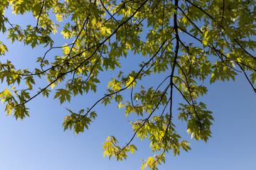 oak tree with green foliage in spring, oak foliage