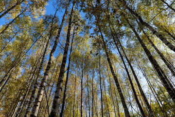 Autumn forest with a large number of birch trees