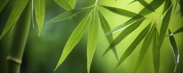 Relaxing lush green bamboo grove background. Copy space