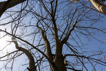 deciduous trees in sunny weather in early spring