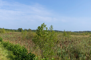 Fototapeta na wymiar Swampy terrain with plants in summer