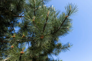 green needles on a pine tree in the spring season