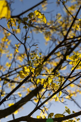green foliage on a maple tree in spring bloom