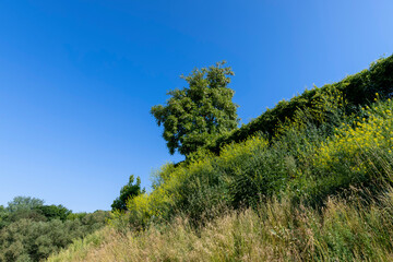 the acacia tree is white with green foliage during flowering in spring