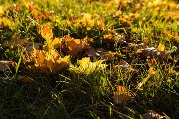 Maple tree foliage in autumn