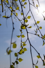 young birch with new green leaves in the spring season