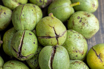 Ripe walnuts with green shells