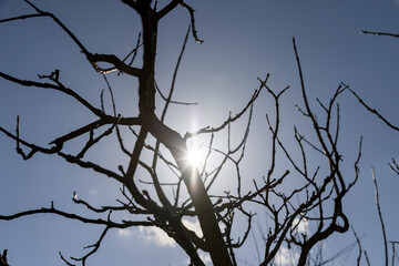 catalpa bignoniform tree in sunny weather in early spring