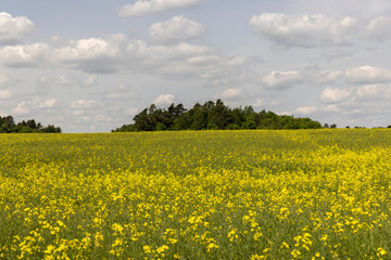 Fototapeta premium yellow rapeseed flowers during spring flowering