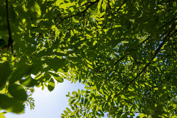 a flowering rowan tree with green foliage in the spring season