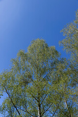 deciduous trees in the spring season in sunny weather