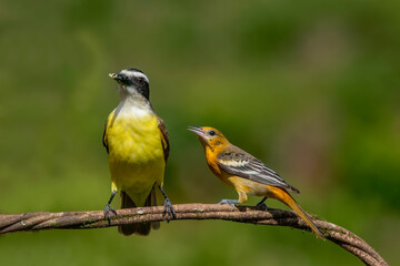 Baltimore Oriole and Pitangus Sulphuratus on tree branch