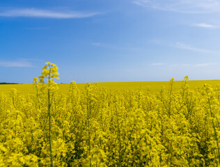 rapeseed blooming with yellow flowers in the spring season