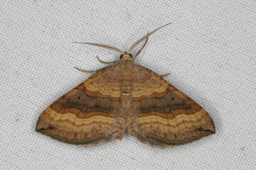 A moth (Scotopteryx chenopodiata)  sitting on the window curtain lured by the light into the house.