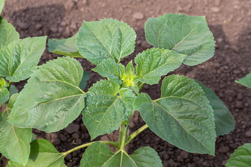A close-up of a sprout of sunflower sprouts lit by the afternoon sun on fertile black soil. Concept agro culture.