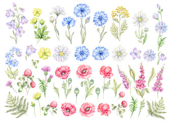 Big set of wild flowers, meadow herbs, field plants and blossom garden floral elements. Hand drawn detailed isolated collection bloom botanical flowers watercolor illustration