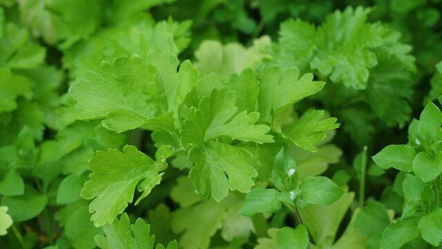 close-up celery leaves grow on a plantation. harvest of green vegetables and plants. celery leaves growing crop