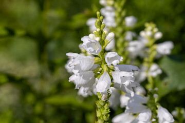 Blooming in late summer or early autumn flowers