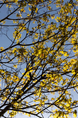 green foliage on a maple tree in spring bloom