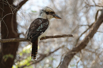 wild kookaburra in australia