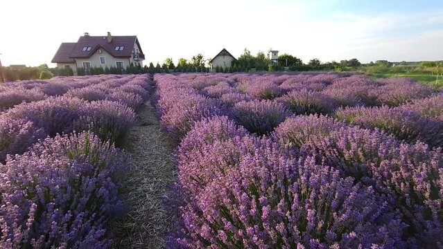 A field of blooming lavender against the backdrop of the estate