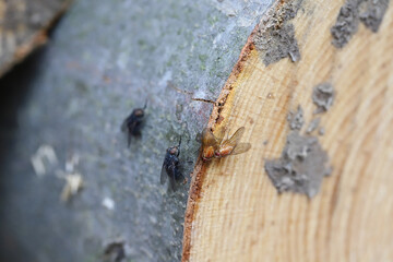 Flies licking juice from the bark of a cut beech in the Carpathians, Bieszczady mountains.